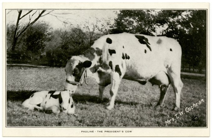 cow-and-calf